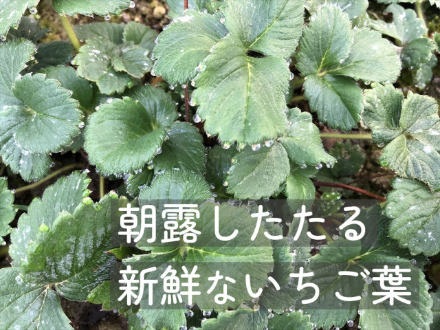 うさぎさんのためのいちご葉