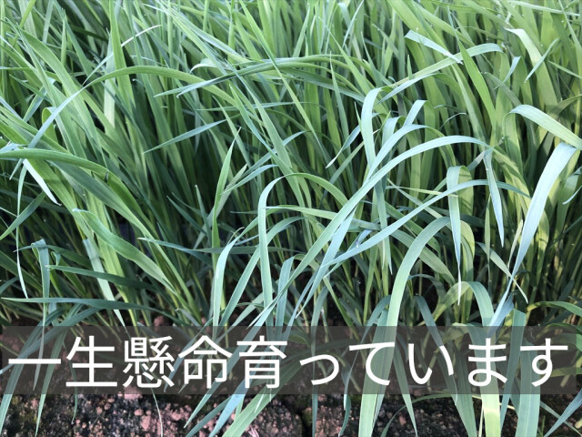 ベビー生オーツヘイ