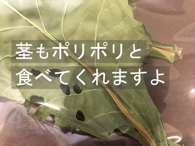 葉も茎も食べられる乾燥カラードグリーン