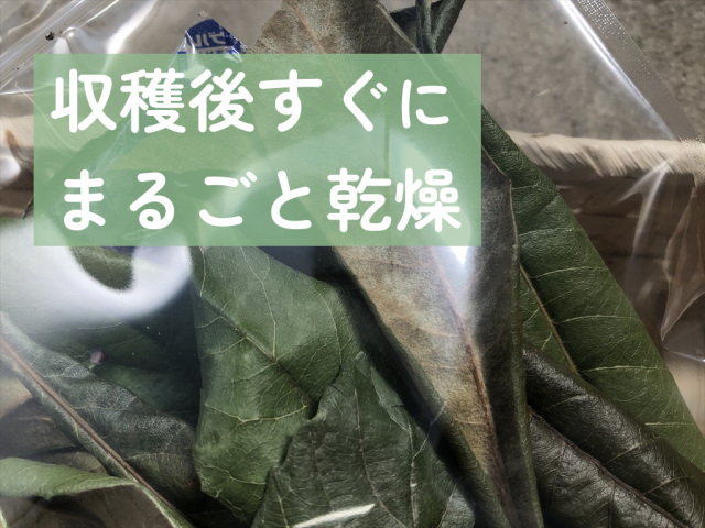 びわの葉