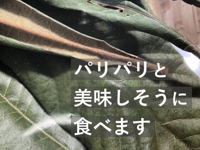 乾燥】うさぎさんのためのびわの葉20g