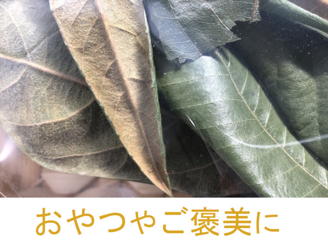 びわの葉