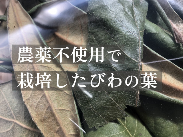びわの葉