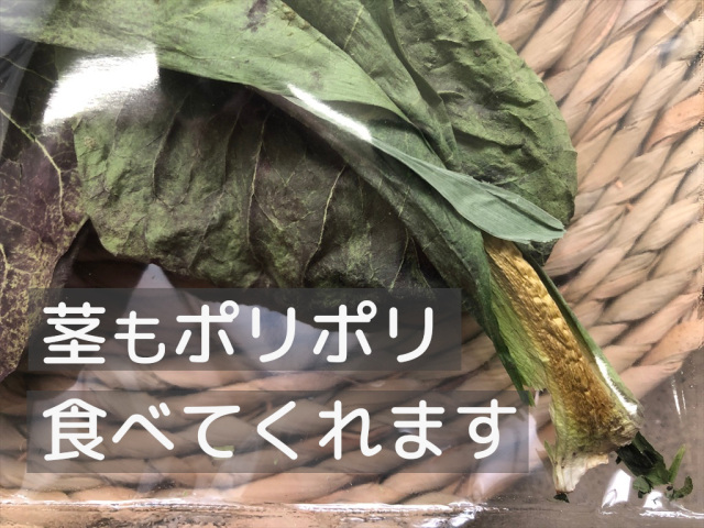 乾燥プレコーチェ