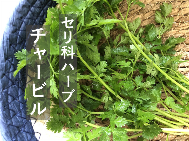 うさぎさんのためのチャービル