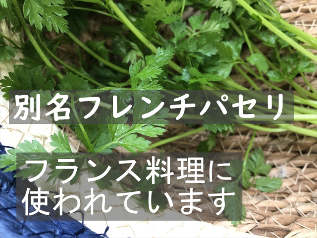 うさぎさんのためのチャービル