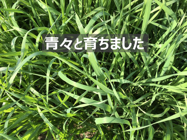 うさぎが食べるライムギ牧草