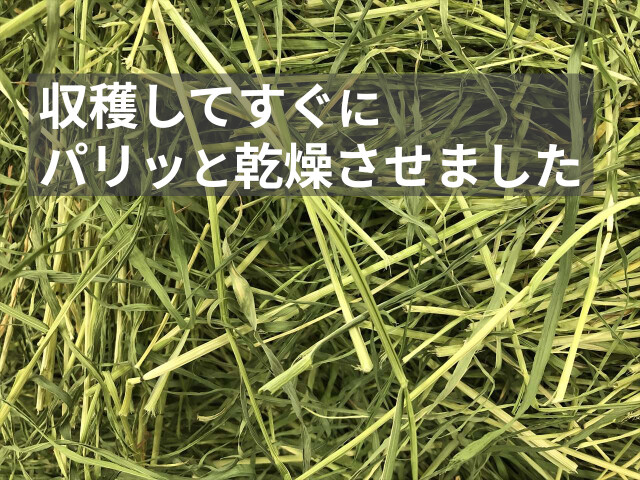 食物繊維豊富なライムギ牧草