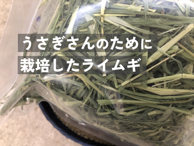 うさぎ用牧草ライムギ200g