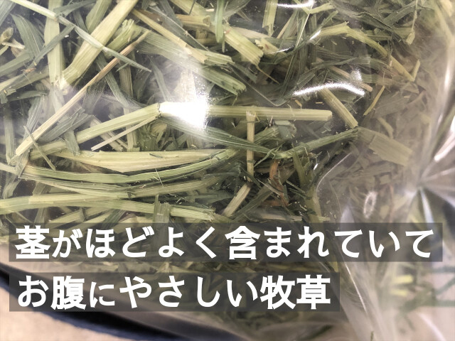 うさぎ畑ライムギ牧草