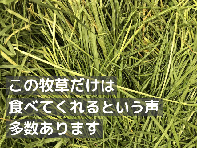 レギュラー乾燥イタライ