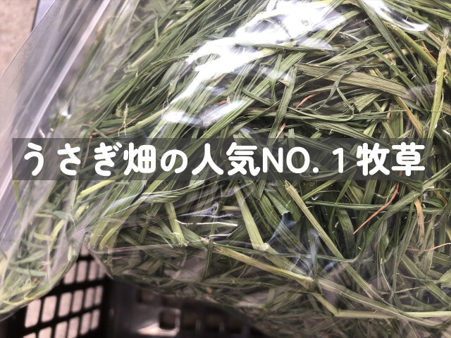 レギュラー乾燥イタライ