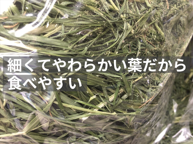 レギュラー乾燥イタライ