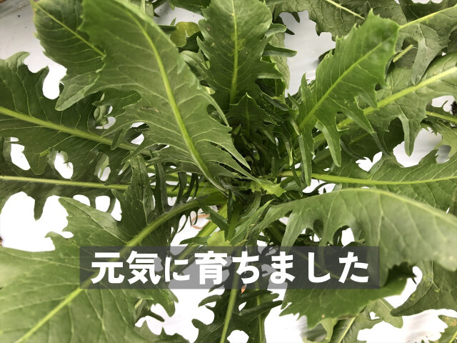 カタローニャ 葉野菜 食物繊維