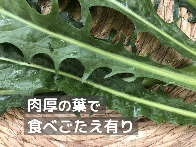 カタローニャ 肉厚の葉 野菜