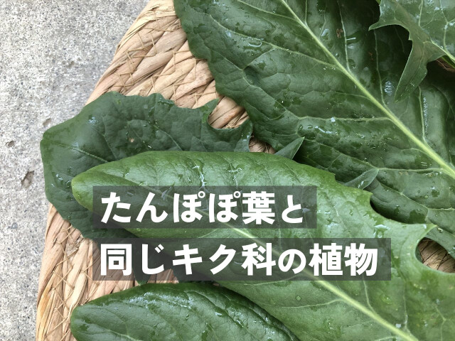 うさぎ カタローニャ 茎 食べる