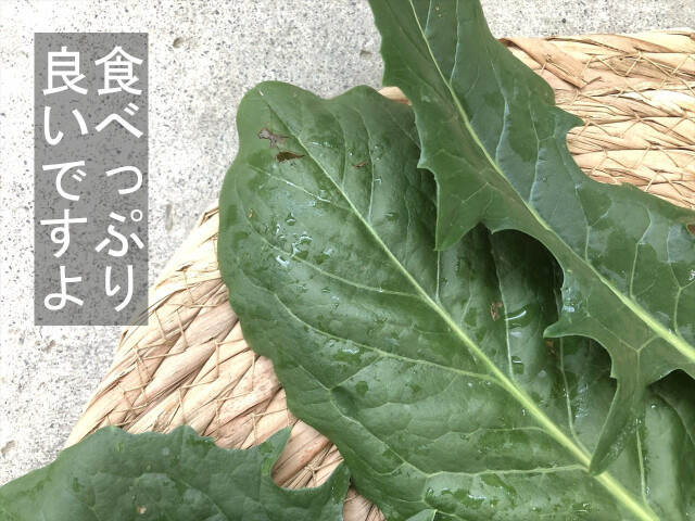 うさぎ 生野菜 カタローニャ