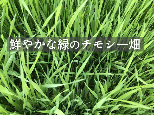 チモシー１番刈り