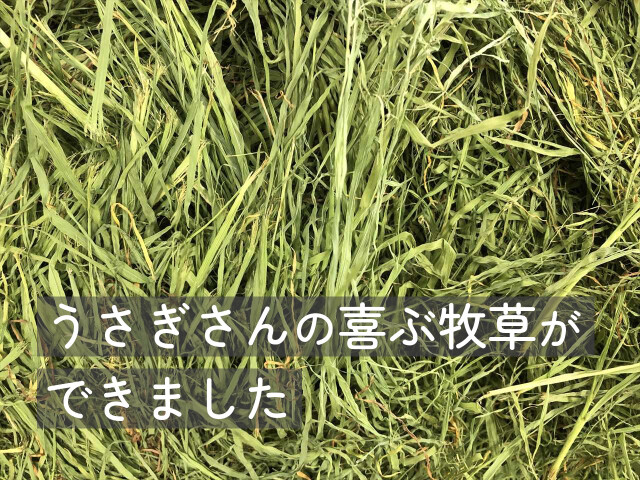 チモシー１番刈り