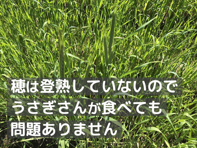 食べごたえのあるライムギ牧草