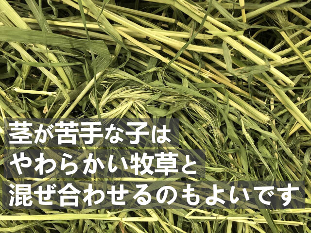 うさぎ用イネ科牧草ライムギ