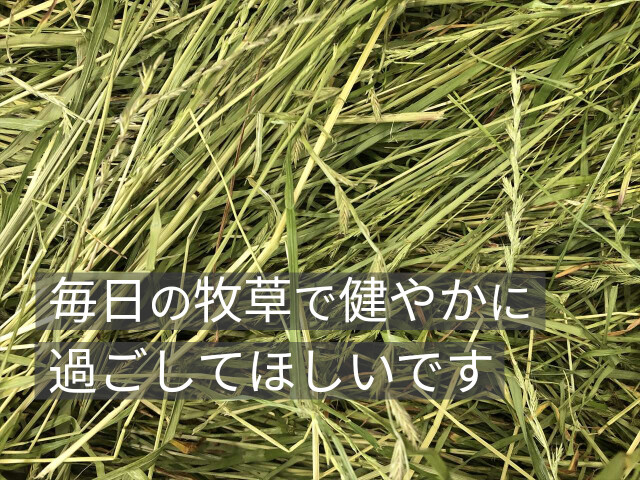 うさぎさんのためのイタリアンライグラス（たっぷりファイバー