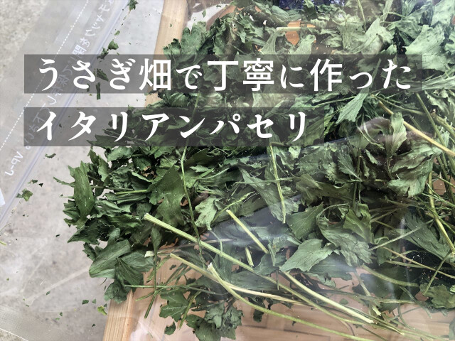 乾燥イタリアンパセリ