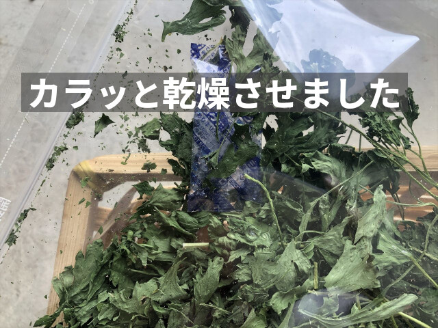 乾燥イタリアンパセリ