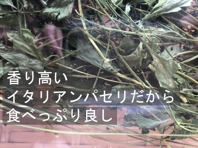 乾燥イタリアンパセリ