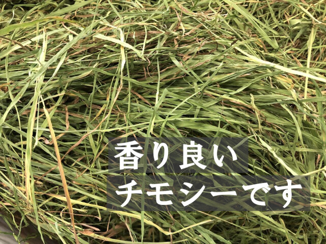 ワイルドチモシー