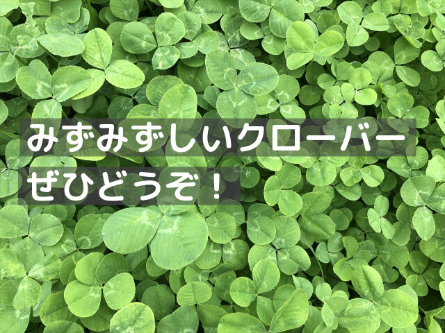 農家直送 クローバー シロツメクサ