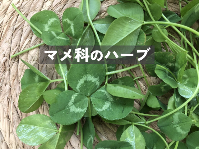 やわらかいクローバー 小動物用生ハーブ