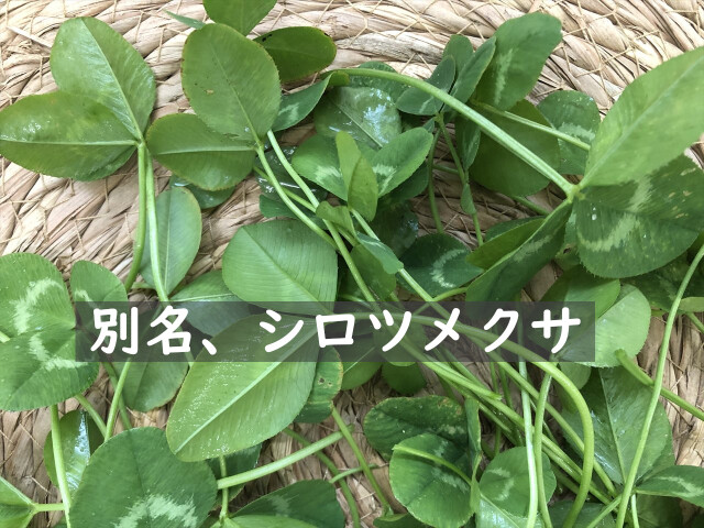 クローバー 生葉 うさぎのおやつ