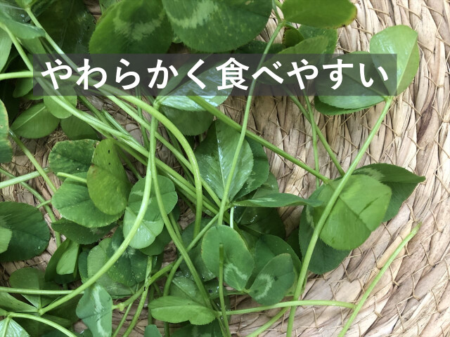 うさぎ用 生クローバー シロツメクサ 新鮮ハーブ