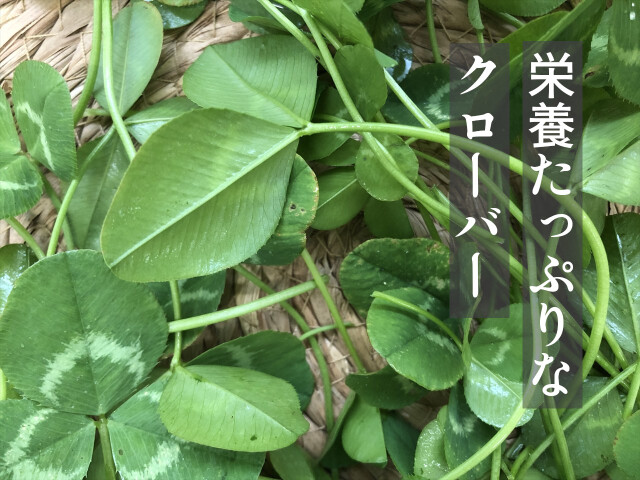 クローバー 生葉 うさぎのおやつ