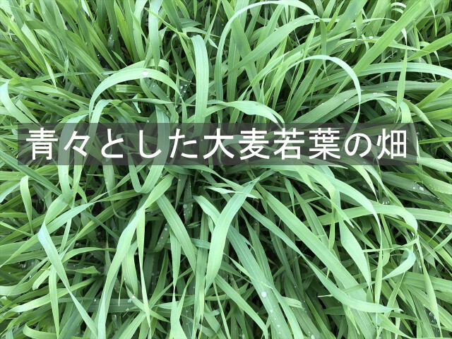 大麦若葉