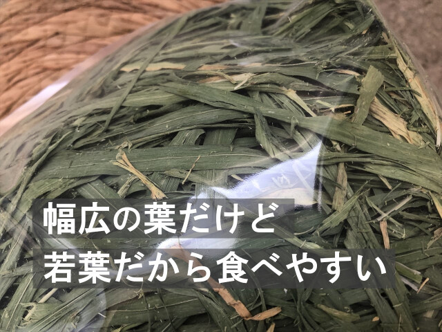 大麦若葉