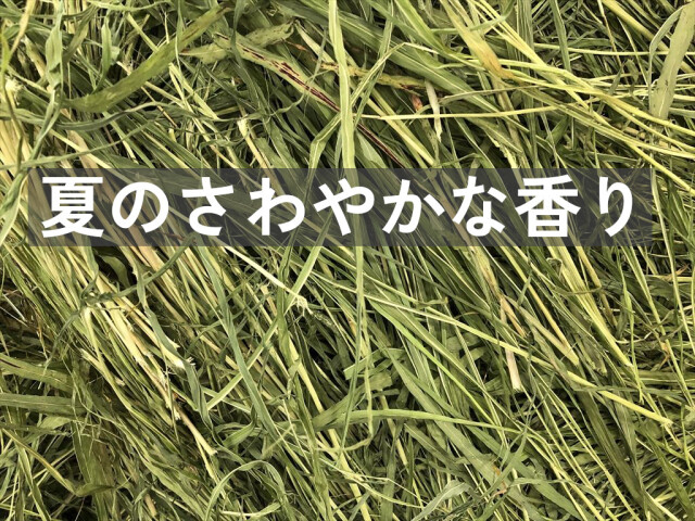 スーダングラス