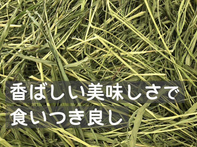 スーダングラス
