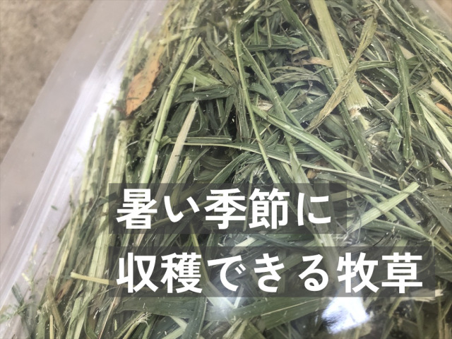 スーダングラス