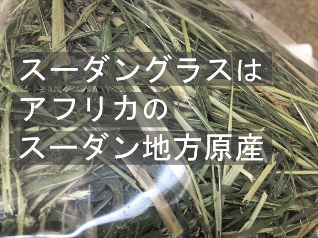 スーダングラス