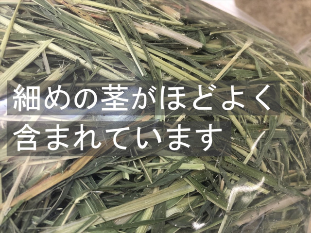 スーダングラス