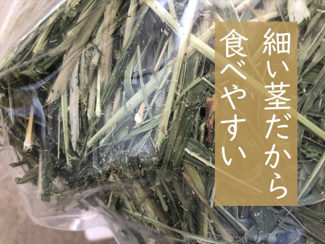 スーダングラス