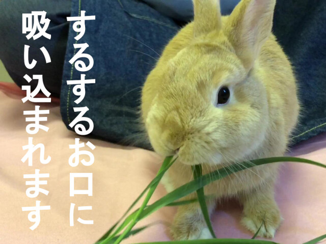 ベビー生オーツヘイ