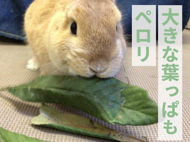 ウサギモルモット小動物の餌に★乾燥ビワの葉約3500枚★ 乾燥】うさぎさんのためのびわの葉20g