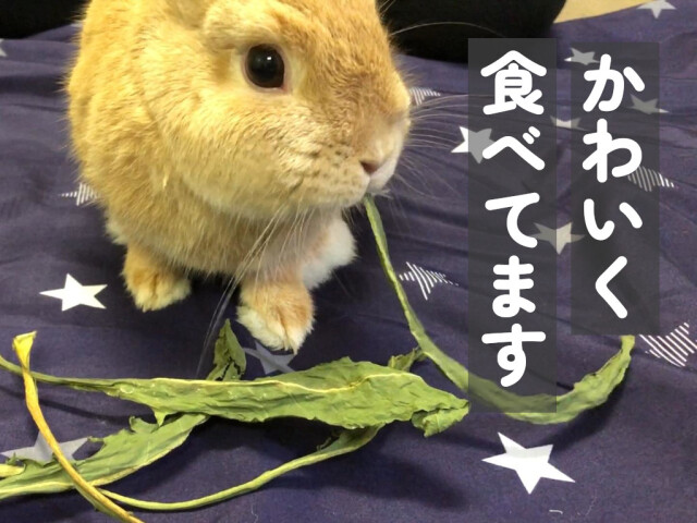 乾燥カタローニャ