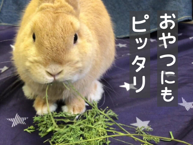 乾燥にんじん葉