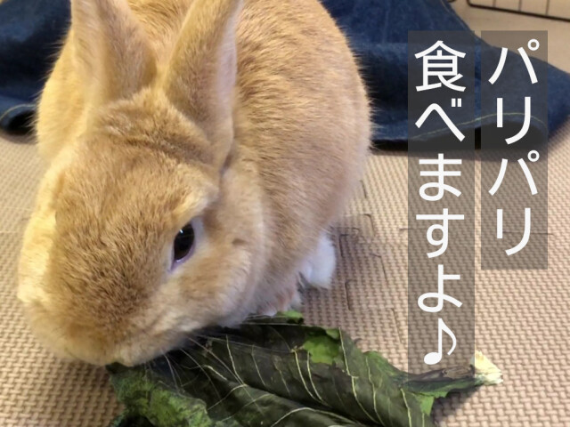 乾燥プレコーチェ