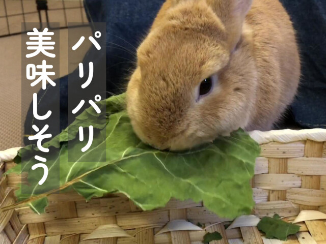 パリパリ食感の乾燥カラードグリーン 葉野菜おやつ