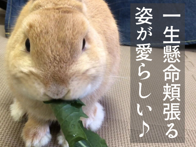 うさぎ カタローニャ 食いつき